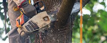 Trusted Palmer, TX  Tree Services Experts