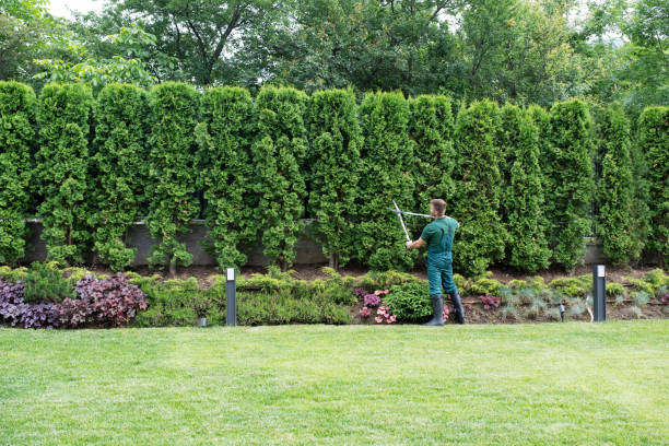 Tree and Shrub Care in Palmer, TX