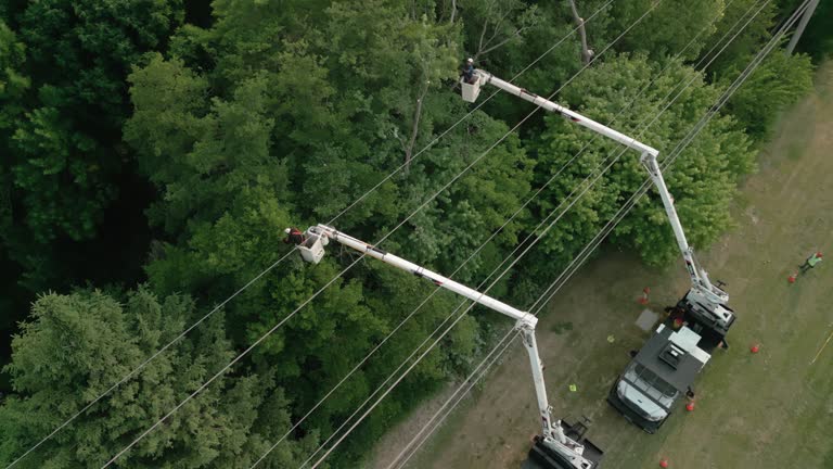 Best Residential Tree Removal  in Palmer, TX