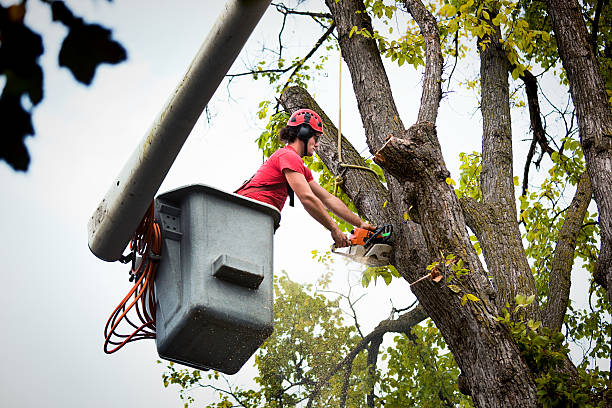 Best Tree Cabling and Bracing  in Palmer, TX