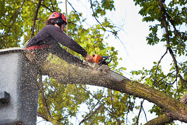 Best Tree Preservation Services  in Palmer, TX