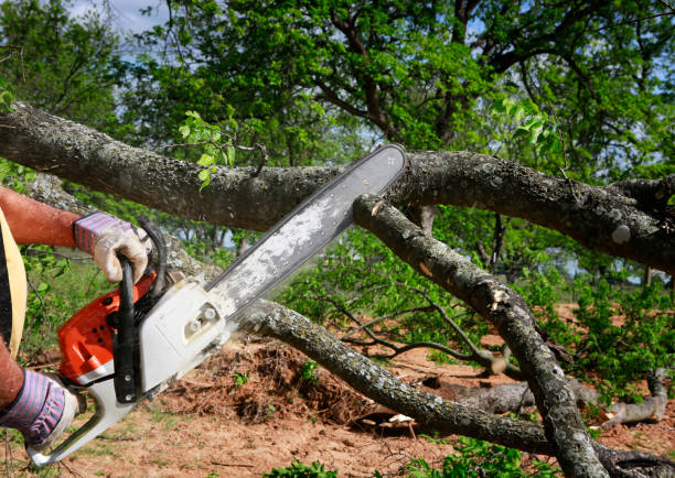 Best Landscape Design and Installation  in Palmer, TX